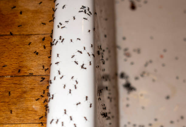 Best Commercial Pest Control Services  in Chamblee, GA