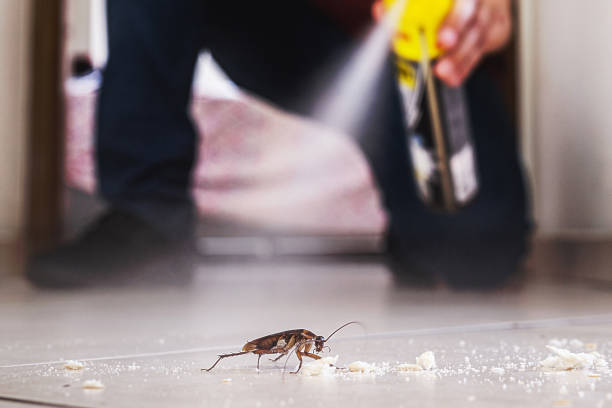 Wasp Removal Services in Chamblee, GA
